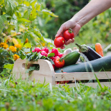 Home-grown Organic Vegetables