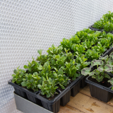 Home grown vegetables