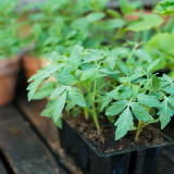Growing Organic Vegetables